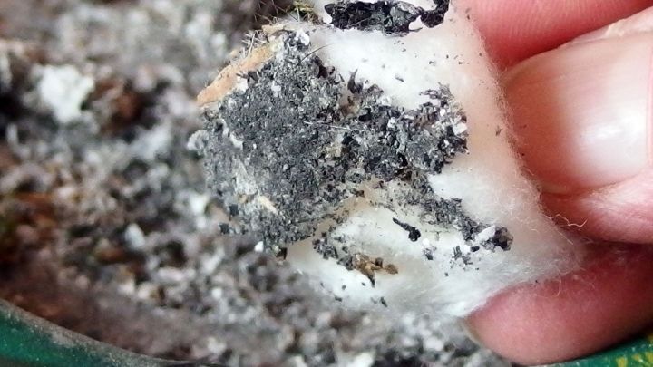 Ein Hand greift nach einer Wattefl&auml;che, die mit Asche bedeckt ist, um Haart&ouml;nung von der Haut zu entfernen.