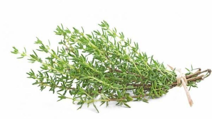 Ein B&uuml;ndel frischer Thymian, locker zusammengebunden, liegt auf einem wei&szlig;en Hintergrund.