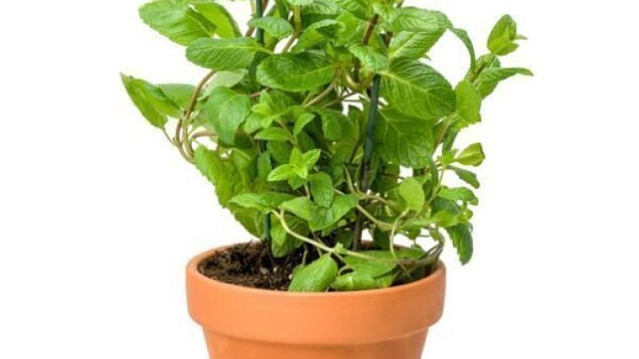 Minze w&auml;chst &uuml;ppig in einem Terrakotta-Topf, steht isoliert vor einem wei&szlig;en Hintergrund.