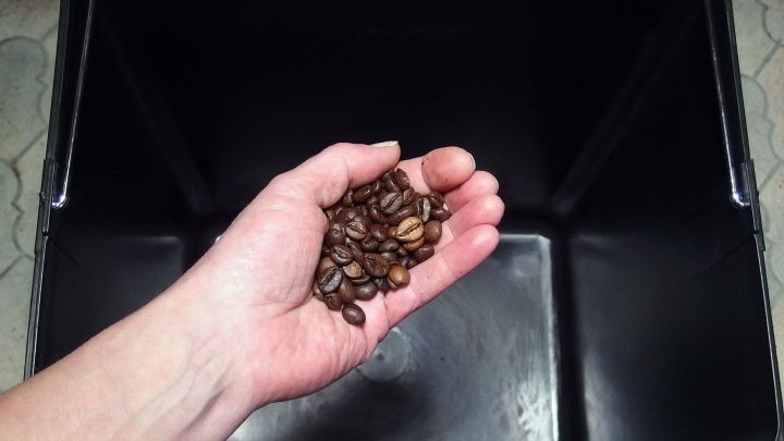 Eine Hand h&auml;lt Kaffeebohnen &uuml;ber einen leeren M&uuml;lleimer, bereit zum Entsorgen der Bohnenreste in einem sauberen Raum.