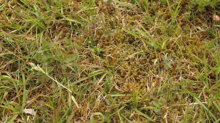 Moos entfernen Was tun gegen Moos im Rasen? Frag Mutti