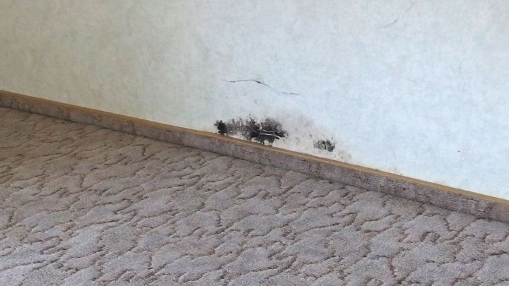 Ein Schimmelbefall ist an der Wand sichtbar, w&auml;hrend der Teppich im Raum um die Wand herum ausgelegt ist.
