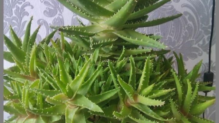 Aloe Vera steht in einem wei&szlig;en Topf auf einem Holztisch vor einer gemusterten Tapete.