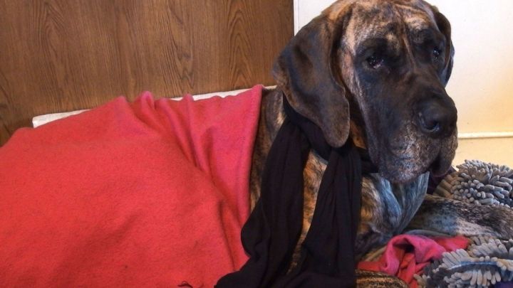 Ein Hund liegt gem&uuml;tlich in einer Decke geh&uuml;llt auf einem weichen Untergrund und schaut aufmerksam in die Kamera.