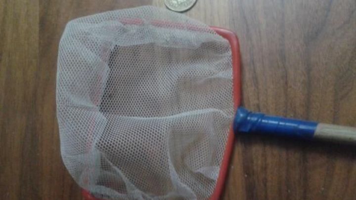 Ein kleines, quadratisches Fangnetz mit blauem Griff liegt auf einem Holztisch, daneben eine M&uuml;nze zur Gr&ouml;&szlig;enreferenz.