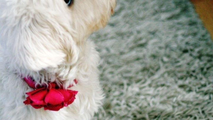 Ein kleiner wei&szlig;er Hund sitzt auf einem Teppich und schaut gespannt auf die Hand, die ihm eine Tablette anbietet.