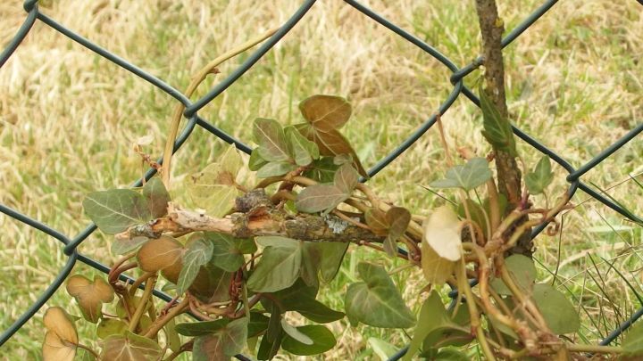 Zweige von Str&auml;uchern st&uuml;tzen sich gegen einen Zaun, um Stabilit&auml;t in einem gr&uuml;nen Garten zu bieten.