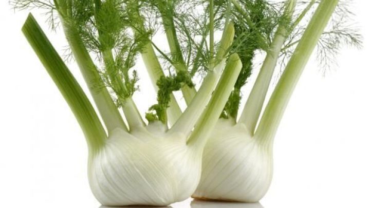 Fenchelknollen stehen aufrecht, zeigen ihre gr&uuml;nen Stiele und Spitzen, auf einem wei&szlig;en Untergrund in heller Umgebung.