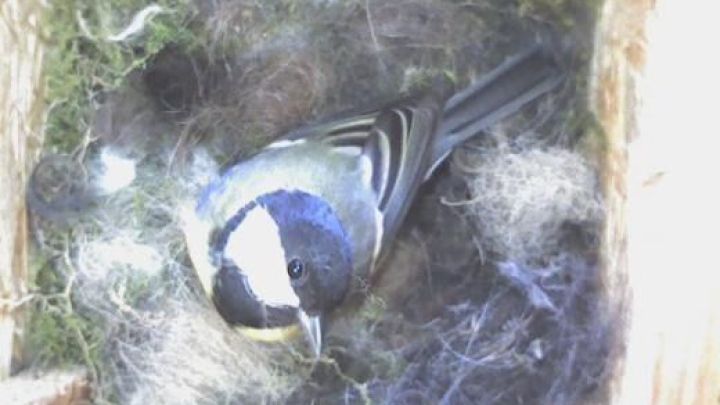 Eine Meise sitzt in einem Nest, das aus Hundehaaren und Moos besteht, in einem h&ouml;lzernen Nistkasten.