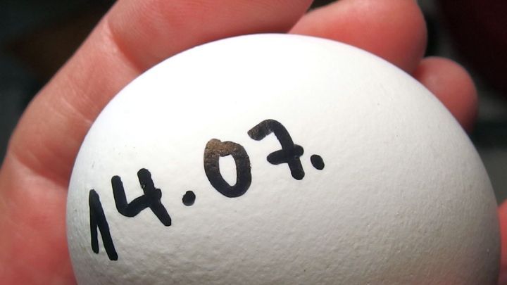 Ein Hand h&auml;lt ein wei&szlig;es Ei, auf dem das Datum "14.07." in schwarz geschrieben ist. MHD auf Eiern notieren.