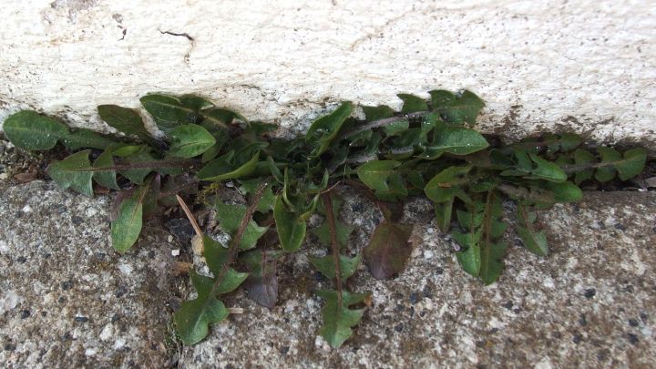 Gr&uuml;ne Unkr&auml;uter wachsen zwischen grauen Steinen an einer Wand und suchen nach Platz im schmalen Spalt.