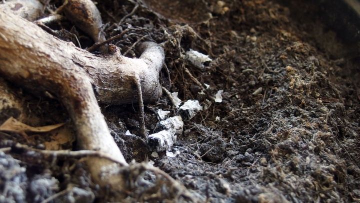 Eine zerfallende Pflanzenwurzel liegt auf der Erde, umgeben von Zigarettenasche, die zur Bek&auml;mpfung von Ungeziefer dient.