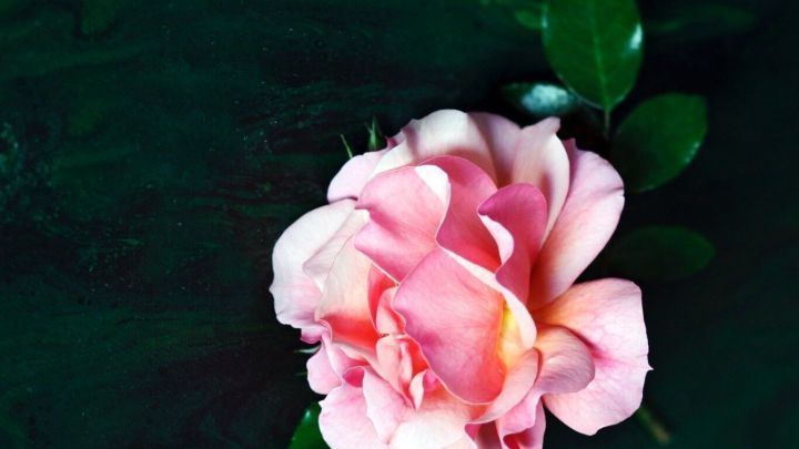 Eine zarte rosa Bl&uuml;te schwebt &uuml;ber einem dunklen Hintergrund, umgeben von gr&uuml;nen Bl&auml;ttern, die ihre Farben betonen.