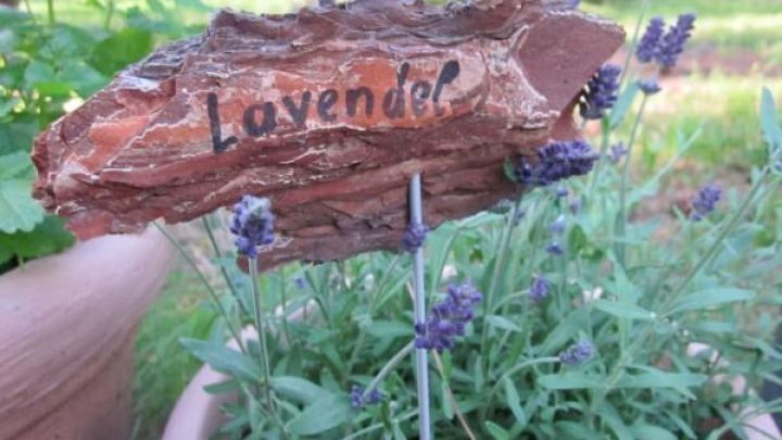 Ein Schild aus Holz mit der Aufschrift "Lavendel" steckt in einem Topf mit bl&uuml;hendem Lavendel, umgeben von gr&uuml;ner Pflanzenumgebung.