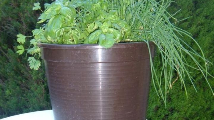 Ein Kr&auml;utertopf mit Basilikum und Schnittlauch steht auf einem wei&szlig;en Tisch im Freien, umgeben von gr&uuml;nen B&uuml;schen.