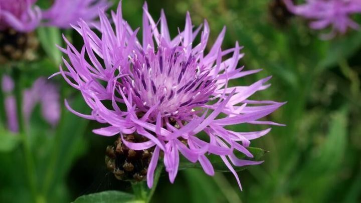 Eine lila Blume entfaltet ihre zarten Bl&uuml;tenbl&auml;tter unter der Sonne in einer gr&uuml;nen Wiese, die f&uuml;r Heilmittel gegen &Uuml;belkeit genutzt wird.