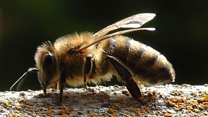 Eine Biene sammelt Pollen auf einer Oberfl&auml;che, umgeben von nat&uuml;rlichem Licht, was die Wichtigkeit von Bienenpollen zeigt.