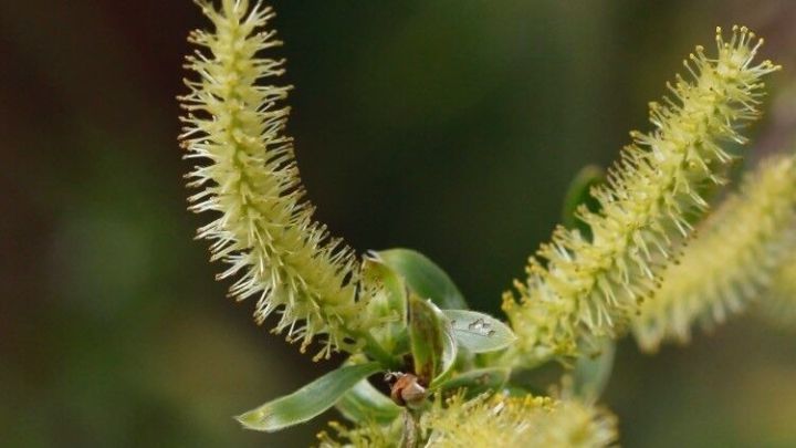 Gr&uuml;ne Zweige mit gelben, feinen bl&uuml;henden K&auml;tzchen wachsen im Freien, umgeben von unscharfen, gr&uuml;nen Hintergr&uuml;nden.