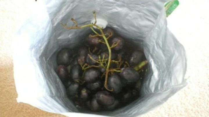 Plastikt&uuml;te enth&auml;lt dunkle Trauben auf hellem Teppich, bietet eine unerwartete Nutzungsm&ouml;glichkeit f&uuml;r Kaffeebohnen-Verpackungen.