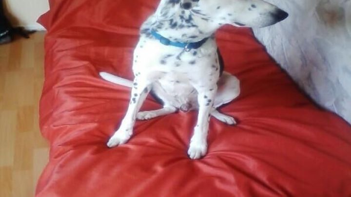 Ein Hund sitzt entspannt auf einem roten Bettzeug, w&auml;hrend er aufmerksam in den Raum blickt.