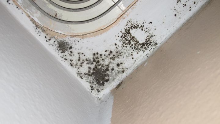 Schimmelbefall ist an einer Wand zu sehen, der mit Alkohol und Ascorbins&auml;ure entfernt werden sollte, um Gesundheit zu sch&uuml;tzen.