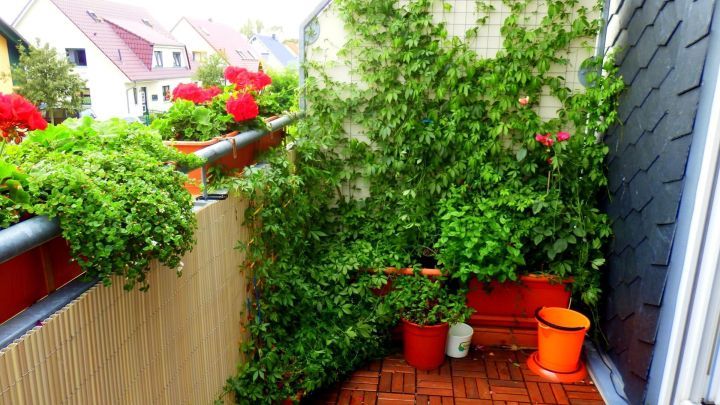 Pflanzen Für Balkon heilkr 228 uter auf dem balkon pflanzen frag mutti Pflanzen Für Balkon heilkr 228 uter auf dem balkon pflanzen frag mutti