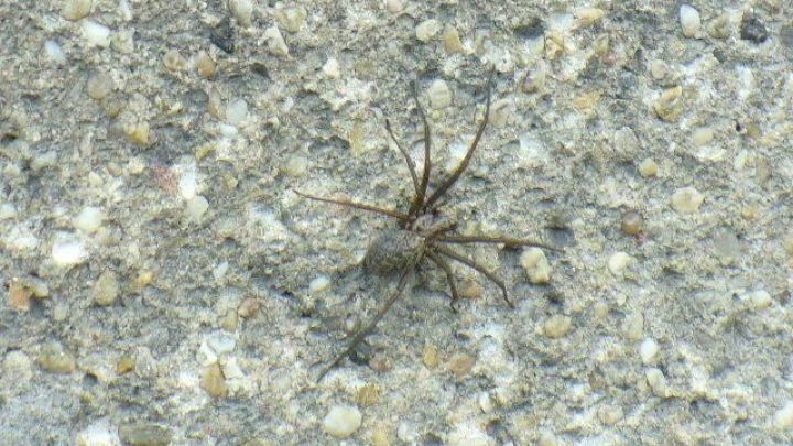 Eine Spinne krabbelt auf einer rauen, steinigen Wandoberfl&auml;che hinauf, von Kieselsteinen umgeben.