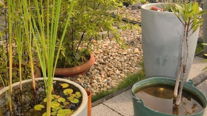 Ein K&uuml;belteich auf der Terrasse zeigt Pflanzen, die im Wasser bl&uuml;hen, umgeben von Kies und weiteren T&ouml;pfen.