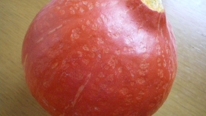 Ein leuchtend roter K&uuml;rbis liegt auf einem Tisch, bereit zur Zubereitung f&uuml;r die feurig scharfe K&uuml;rbis-M&ouml;hren-Suppe.