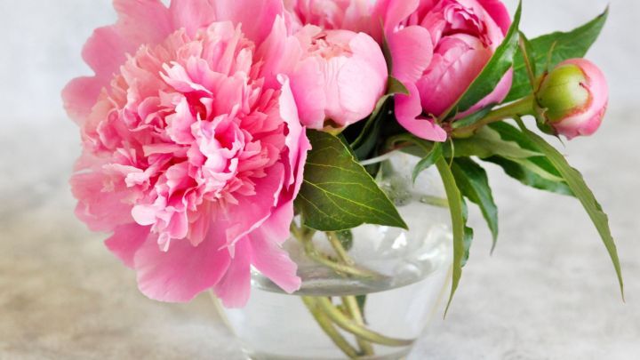 Eine Glasvase h&auml;lt frische, pinkfarbene Pfingstrosen, die elegant im weichen Licht strahlen.