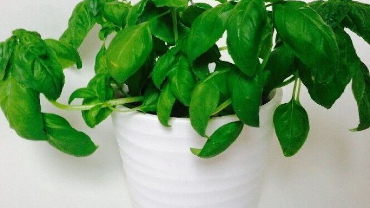 Ein Topf mit frischem Basilikum hat leuchtend gr&uuml;ne Bl&auml;tter und steht auf einem wei&szlig;en Hintergrund, bereit zum Umtopfen.