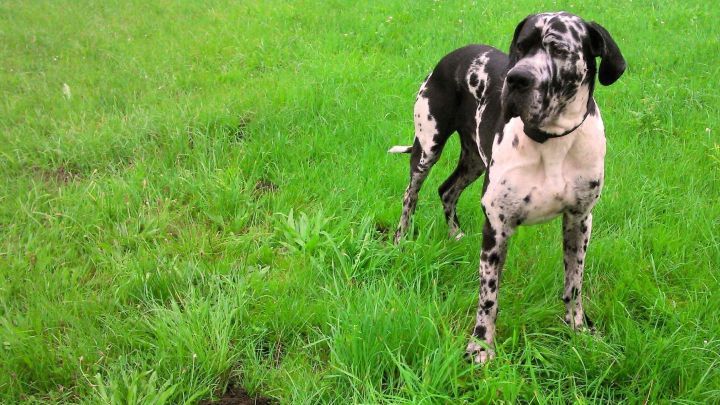 Ein Hund steht aufmerksam in einem gr&uuml;nen Grasfeld, umgeben von frischem, &uuml;ppigem Gras, und beobachtet seine Umgebung.