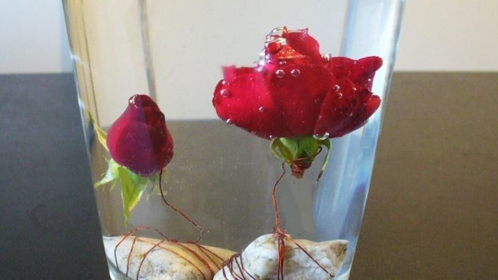 Eine Unterwasserrose schwimmt in einem Glas Wasser, umgeben von kleinen Steinen, elegant und dekorativ.