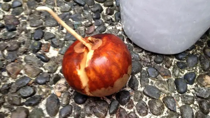 Avocadopflanze ziehen 4
