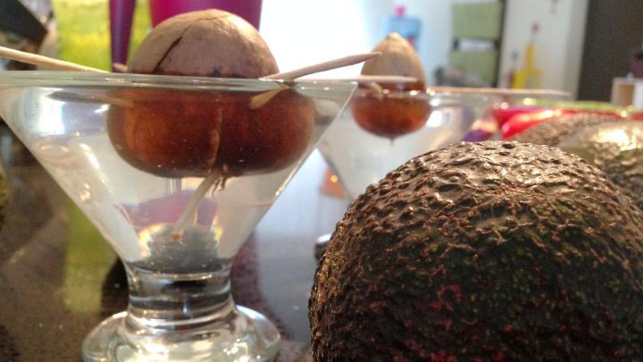Avocadokerne schwimmen in einem Glas Wasser, w&auml;hrend eine ganze Avocado davor auf einem Tisch liegt.