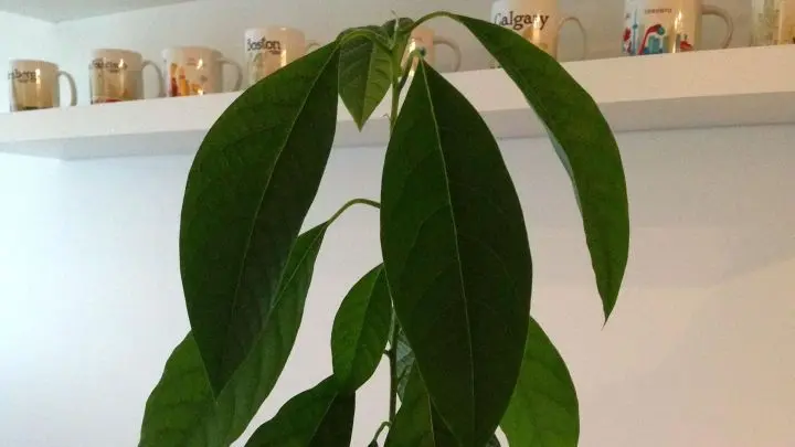 Aus dem Kern ist inzwischen eine richtig tolle Avocadopflanze gewachsen. Vielleicht wird auch mal ein Baum daraus, er wird zwar keine Früchte tragen, sieht aber dafür sehr schön aus.