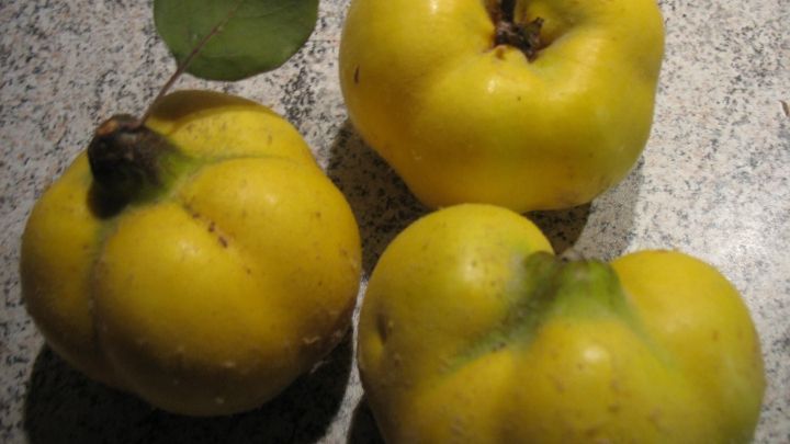 Drei gelbe Quitten liegen auf einer grauen Oberfl&auml;che, bereit zum leichteren Sch&auml;len und Zubereiten.