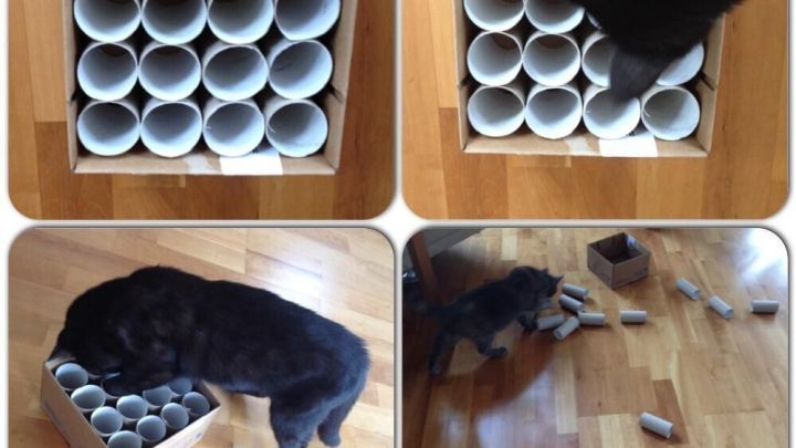 Katzen spielen mit einem selbstgemachten Motivationsspielzeug aus Papprollen, das auf einem Holzboden steht.