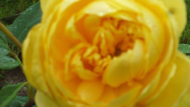 Eine gelbe Rose bl&uuml;ht, ihre Bl&uuml;tenbl&auml;tter entfalten sich in einer gr&uuml;nen Gartenumgebung. Perfekt f&uuml;r eine Rosen-Gesichtsmaske.