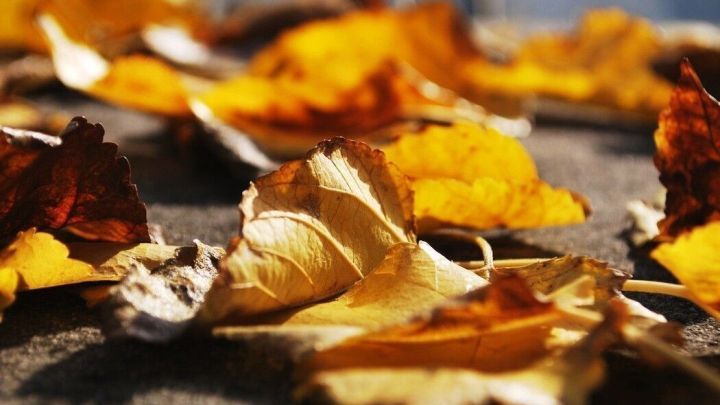 Gelbe und braune Herbstbl&auml;tter liegen auf einem Gehweg und fangen das warme Sonnenlicht ein.