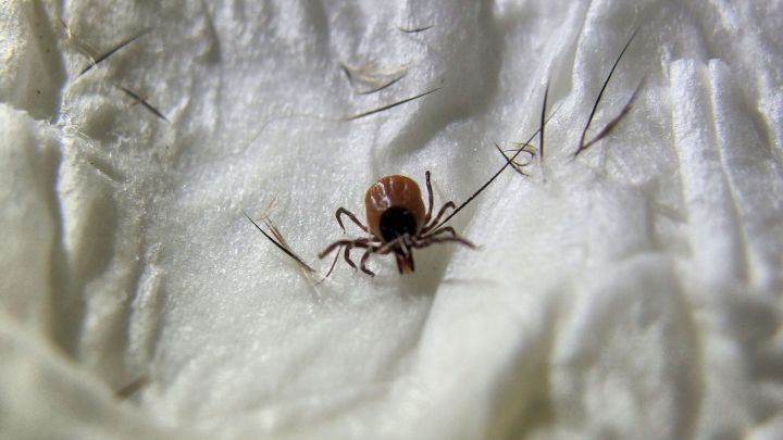 Eine Zecke krabbeln auf einem wei&szlig;en Tuch, umgeben von feinen F&auml;den, was Sorgen &uuml;ber Zecken im Weihnachtsbaum aufwirft.