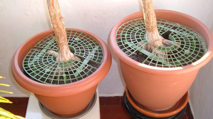 Zwei Blument&ouml;pfe stehen auf einem Tisch, einer mit einem Netz &uuml;ber der Erde, m&ouml;glicherweise als Katzenklo genutzt.