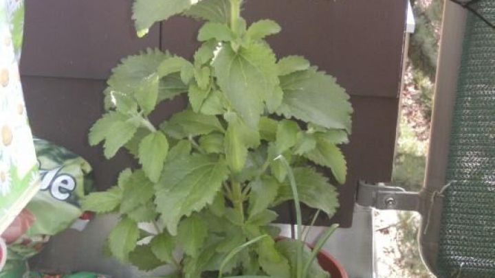 Ein gr&uuml;ner Stevia-Pflanze in einem Blumentopf steht auf einem Balkon, umgeben von Pflanzens&auml;cken und einem Stuhl.