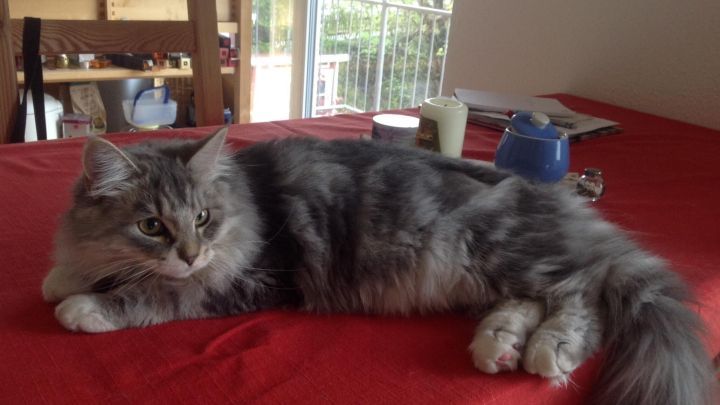 Eine graue Katze liegt entspannt auf einem roten Tisch in einem gem&uuml;tlichen Raum mit Blick auf einen Balkon im Hintergrund.