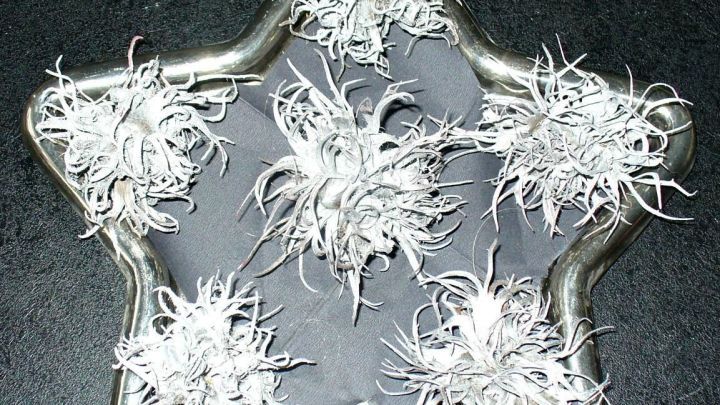 Eine sternf&ouml;rmige Schale pr&auml;sentiert gestreute Fr&uuml;chte der Baumhasel, die dekorativ arrangiert sind, auf einer dunklen Fl&auml;che.