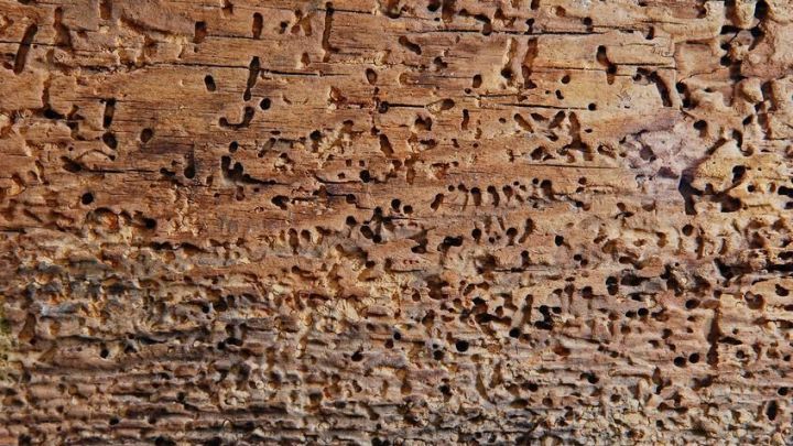 Ein Holzst&uuml;ck mit vielen kleinen L&ouml;chern, die von Holzw&uuml;rmern verursacht wurden, zeigt einen erheblichen Schaden.