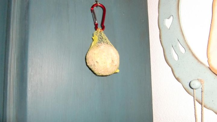 Ein Meisenkn&ouml;del h&auml;ngt am Karabinerhaken an einer blauen Wand, umgeben von einem gem&uuml;tlichen Raum.