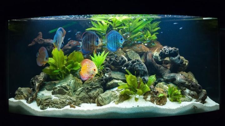 Fische schwimmen im Aquarium durch Pflanzen und Steine, umgeben von kristallklarem Wasser, das friedlich wirkt.