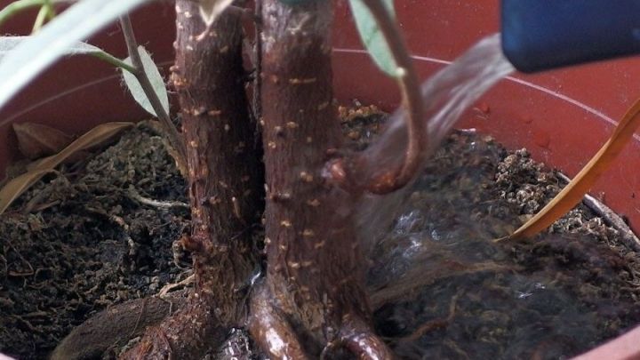 Eine W&auml;rmflasche giesst Wasser auf die Wurzeln eines Topfpflanze, um sie in einem Indoor-Bereich zu pflegen.