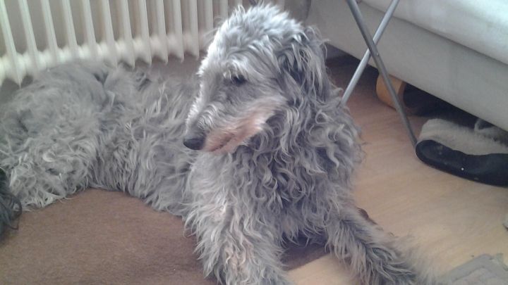 Ein Hund liegt entspannt auf einem Teppich neben einer Heizung, w&auml;hrend er Schmerzmittel gegen Gelenkschmerzen erh&auml;lt.